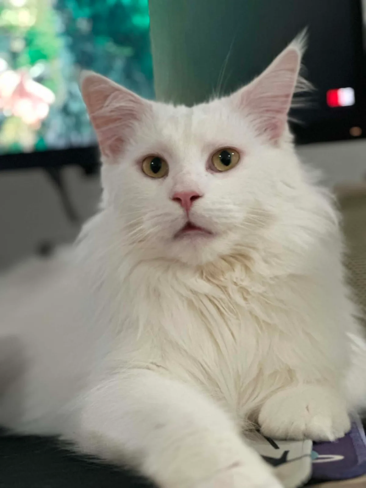 ลาล่า