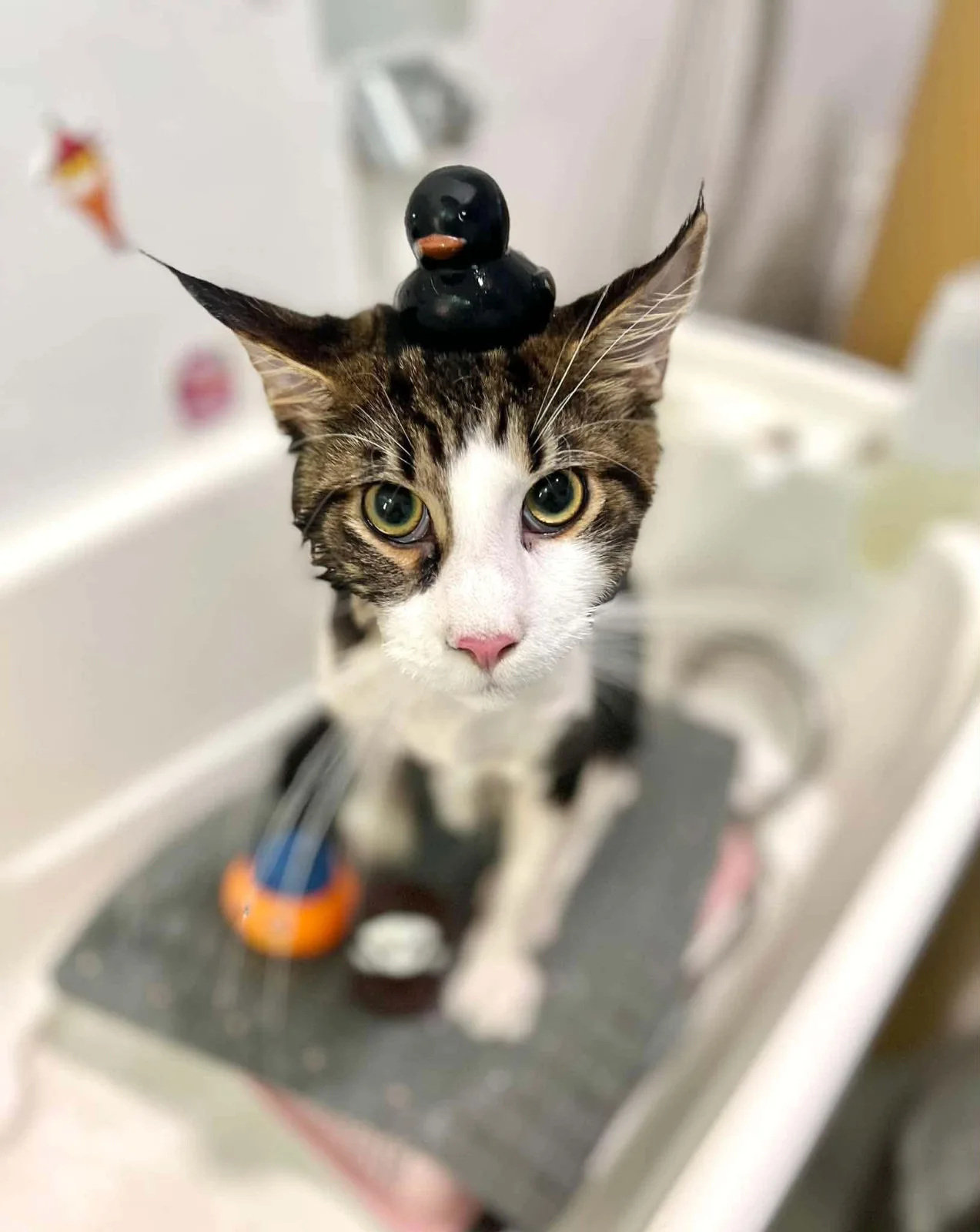 Sylvester-bath